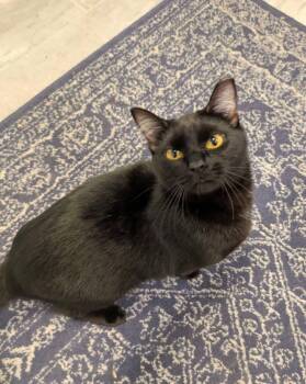 Nova -  Domestic Short Hair Cat for Adoption in Carnegie, Pennsylvania - Nova | PetCurious