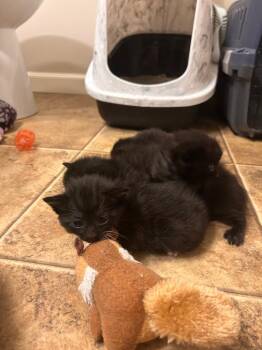 Gilbert -  Domestic Short Hair Cat for Adoption in Minot, North Dakota - Gilbert | PetCurious