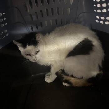 Olivia -  Domestic Short Hair Cat for Adoption in Salt Lake City, Utah - Olivia | PetCurious