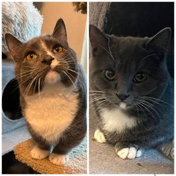 Rescue Munchkin and Domestic Short Hair Cats for Adoption in Marysville, Washington - Angus & Gemma Brother/sister Pair | PetCurious