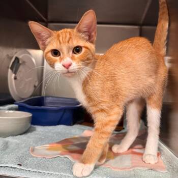 Tigger -  Domestic Short Hair Cat for Adoption in Cumming, Georgia - Tigger | PetCurious