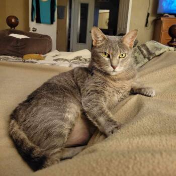 Rescue Domestic Short Hair Cats for Adoption in Tulsa, Oklahoma - Mitzi | PetCurious
