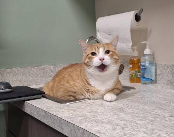 Colby -  Domestic Short Hair Cat for Adoption in Wheaton, Illinois - Colby | PetCurious