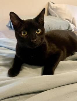 Domestic Short Hair Cats Available for Adoption in Ottawa, Ontario - Shadow | PetCurious