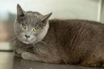 Domestic Short Hair Cats Available for Adoption in Hilton Head Island, South Carolina - Bruce | PetCurious