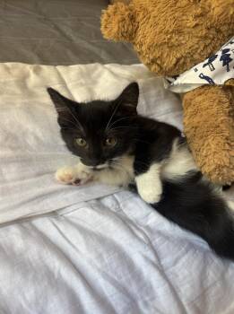 Mittens -  Domestic Short Hair Cat for Adoption in Davis, California - Mittens | PetCurious