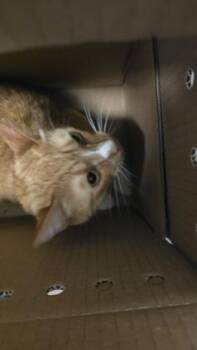 Domestic Short Hair Cats Available for Adoption - Mochi | PetCurious