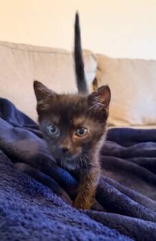 Rescue Domestic Short Hair Cats for Adoption in Johnson City, Tennessee - Olive | PetCurious