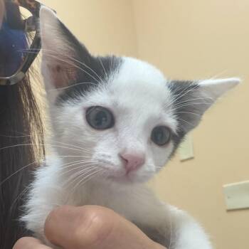 FWT Jeff -  Domestic Short Hair Cat for Adoption in Midland, Texas - FWT Jeff | PetCurious
