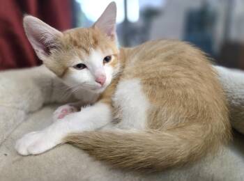 Sunbeam -  Domestic Short Hair Cat for Adoption in Wheaton, Illinois - Sunbeam | PetCurious