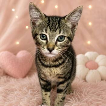 Birdie -  Domestic Short Hair Cat for Adoption in Los Angeles, California - Birdie | PetCurious