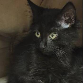Domestic Short Hair Cats Available for Adoption in Sandy Springs, Georgia - Onyx | PetCurious
