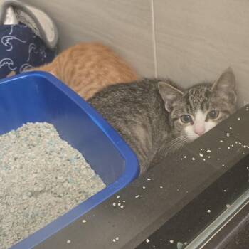 Peppercorn -  Domestic Short Hair Cat for Adoption in New York, New York - Peppercorn | PetCurious