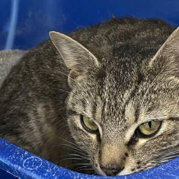 Moonie -  Domestic Short Hair Cat for Adoption in Fairmont, West Virginia - Moonie | PetCurious