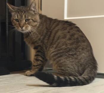 Rescue Domestic Short Hair Cats for Adoption in Canonsburg, Pennsylvania - Darwin | PetCurious