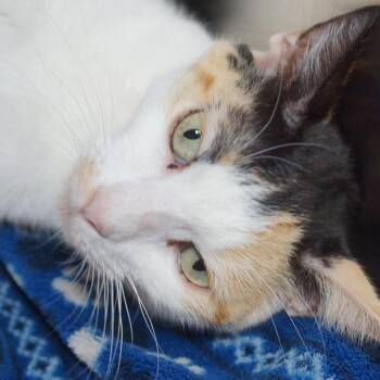 Nani -  Domestic Short Hair Cat for Adoption in West Palm Beach, Florida - Nani | PetCurious