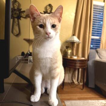 Domestic Short Hair Cats Available for Adoption in Fort Worth, Texas - Tarzan | PetCurious