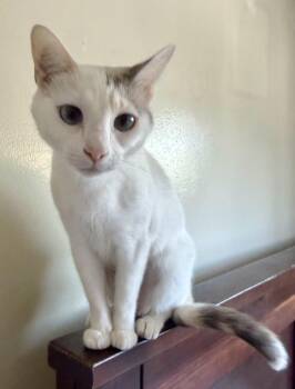 Domestic Short Hair Cats Available for Adoption in San Juan Capistrano, California - Hopper | PetCurious
