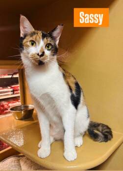 Sassy -  Calico Cat for Adoption in Midlothian, Texas - Sassy | PetCurious
