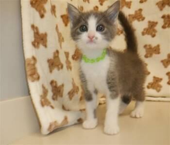 SUNDAE -  Domestic Short Hair Cat for Adoption in San Jose, California - SUNDAE | PetCurious