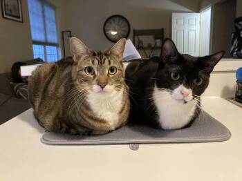 Theoden (Theo)* -  Domestic Short Hair Cat for Adoption in Breinigsville, Pennsylvania - Theoden (Theo)* | PetCurious