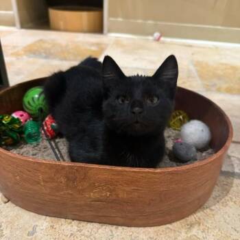 Rescue Domestic Short Hair Cats for Adoption in East Brunswick, New Jersey - Guinness (bonded To Bud) | PetCurious
