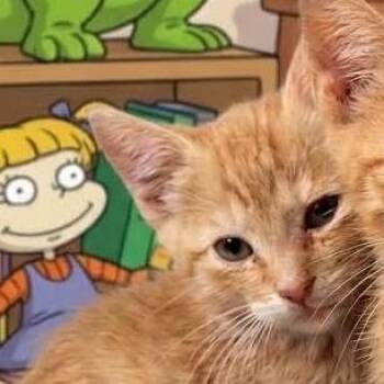 Phil -  Domestic Short Hair Cat for Adoption in Galax, Virginia - Phil | PetCurious