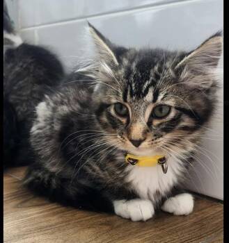 Domestic Medium Hair Cats Available for Adoption in San Diego, California - Charge Nurse Dana | PetCurious
