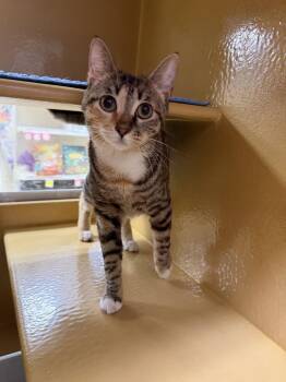 Domestic Short Hair Cats Available for Adoption in Pompano Beach, Florida - Penny | PetCurious