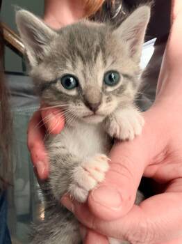 Domestic Short Hair Cats Available for Adoption in Columbia, South Carolina - Snow Leopard | PetCurious