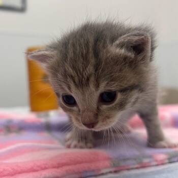 Domestic Short Hair Cats Available for Adoption in Bentonville, Arkansas - Goob | PetCurious