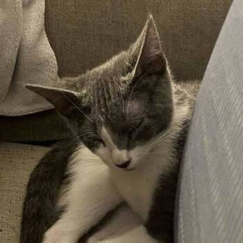 Rescue Domestic Short Hair Cats for Adoption in Chicago, Illinois - Lockwood | PetCurious