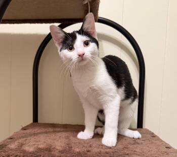 Marleigh -  Domestic Short Hair Cat for Adoption in Hammond, Louisiana - Marleigh | PetCurious