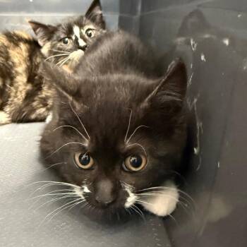 Zucchini -  Domestic Short Hair Cat for Adoption in Cheyenne, Wyoming - Zucchini | PetCurious