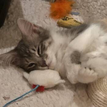 Sally -  Domestic Medium Hair Cat for Adoption in Sandy Springs, Georgia - Sally | PetCurious