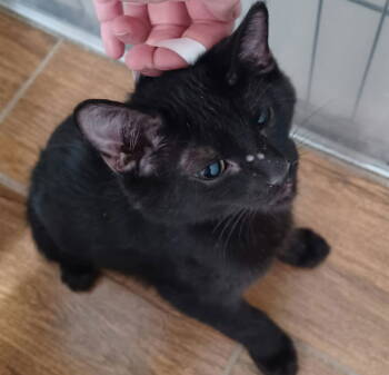 Rescue Domestic Short Hair Cats for Adoption in West Palm Beach, Florida - Vincent | PetCurious