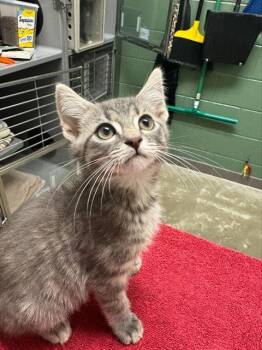 NO PARKING -  Domestic Short Hair Cat for Adoption in Leesburg, Virginia - NO PARKING | PetCurious