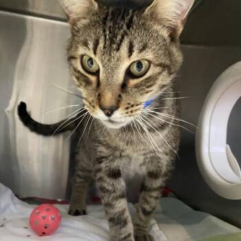 Arnold -  Domestic Short Hair Cat for Adoption in Lakeland, Florida - Arnold | PetCurious