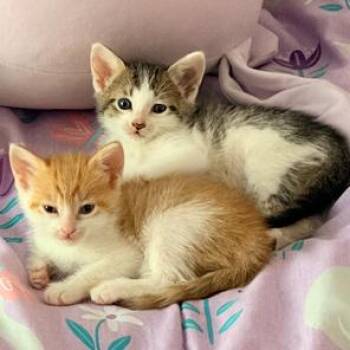 Mariana 23 -  Domestic Short Hair Cat for Adoption in Austin, Texas - Mariana 23 | PetCurious