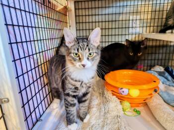 Rescue Domestic Short Hair Cats for Adoption in Swansea, Massachusetts - Chevers | PetCurious