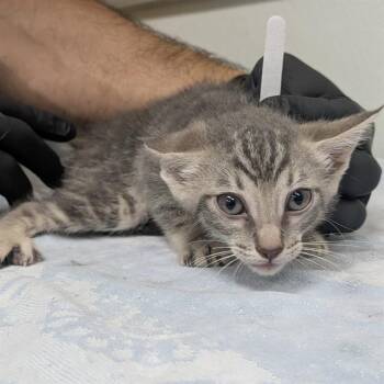 A886101 -  Domestic Short Hair Cat for Adoption in Camarillo, California - A886101 | PetCurious