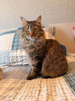 Domestic Medium Hair Cats Available for Adoption in Millcreek, Utah - Leia | PetCurious