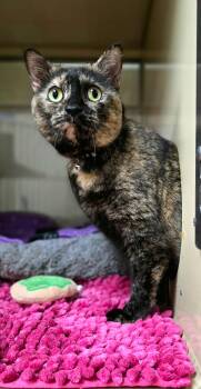 Shadow -  Domestic Short Hair Cat for Adoption in New Castle, Pennsylvania - Shadow | PetCurious