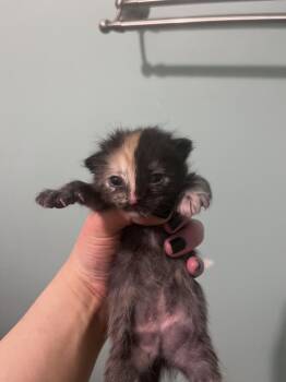 Domestic Short Hair Cats Available for Adoption in Dayton, Minnesota - Stella | PetCurious