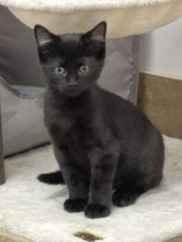 Jelly Bean -  Domestic Short Hair Cat for Adoption in South Bend, Indiana - Jelly Bean | PetCurious
