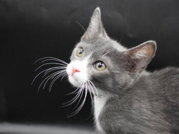Saffron -  Domestic Short Hair Cat for Adoption in Portland, Oregon - Saffron | PetCurious