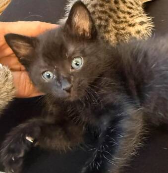 Domestic Short Hair Cats Available for Adoption in Orlando, Florida - Jack Daniel | PetCurious