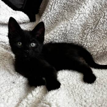 Rescue Domestic Short Hair Cats for Adoption in Bentonville, Arkansas - Buttons | PetCurious