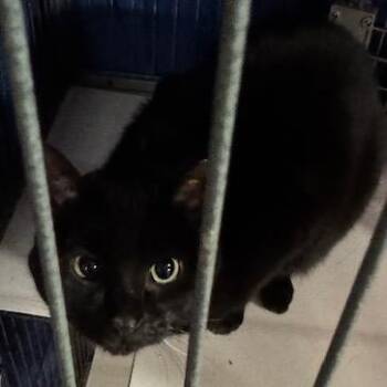 Domestic Short Hair Cats Available for Adoption - BCAS Kazoo | PetCurious