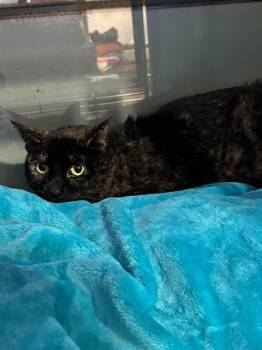 MARBLE -  Domestic Short Hair Cat for Adoption in Westminster, Maryland - MARBLE | PetCurious